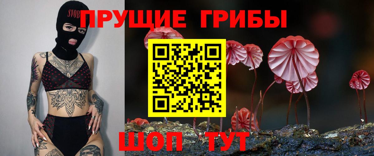 Псилоцибиновые грибы Psilocybine cubensis Новоалтайск
